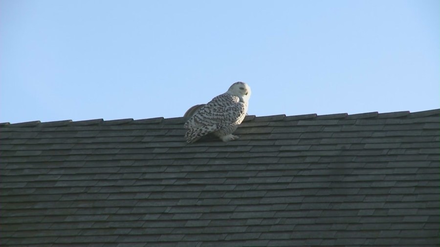 Rare sighting of a snowy owl in Orange County on Dec. 28, 2022. (KTLA)