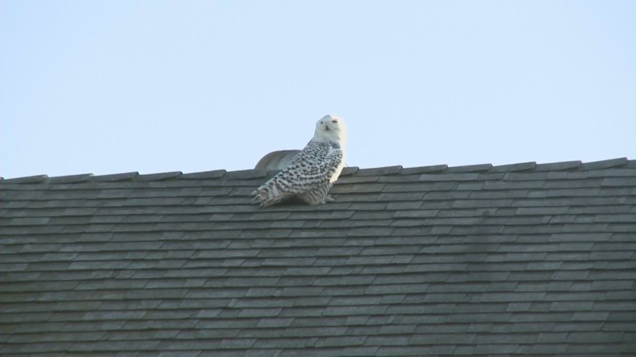 Rare sighting of a snowy owl in Orange County on Dec. 28, 2022. (KTLA)