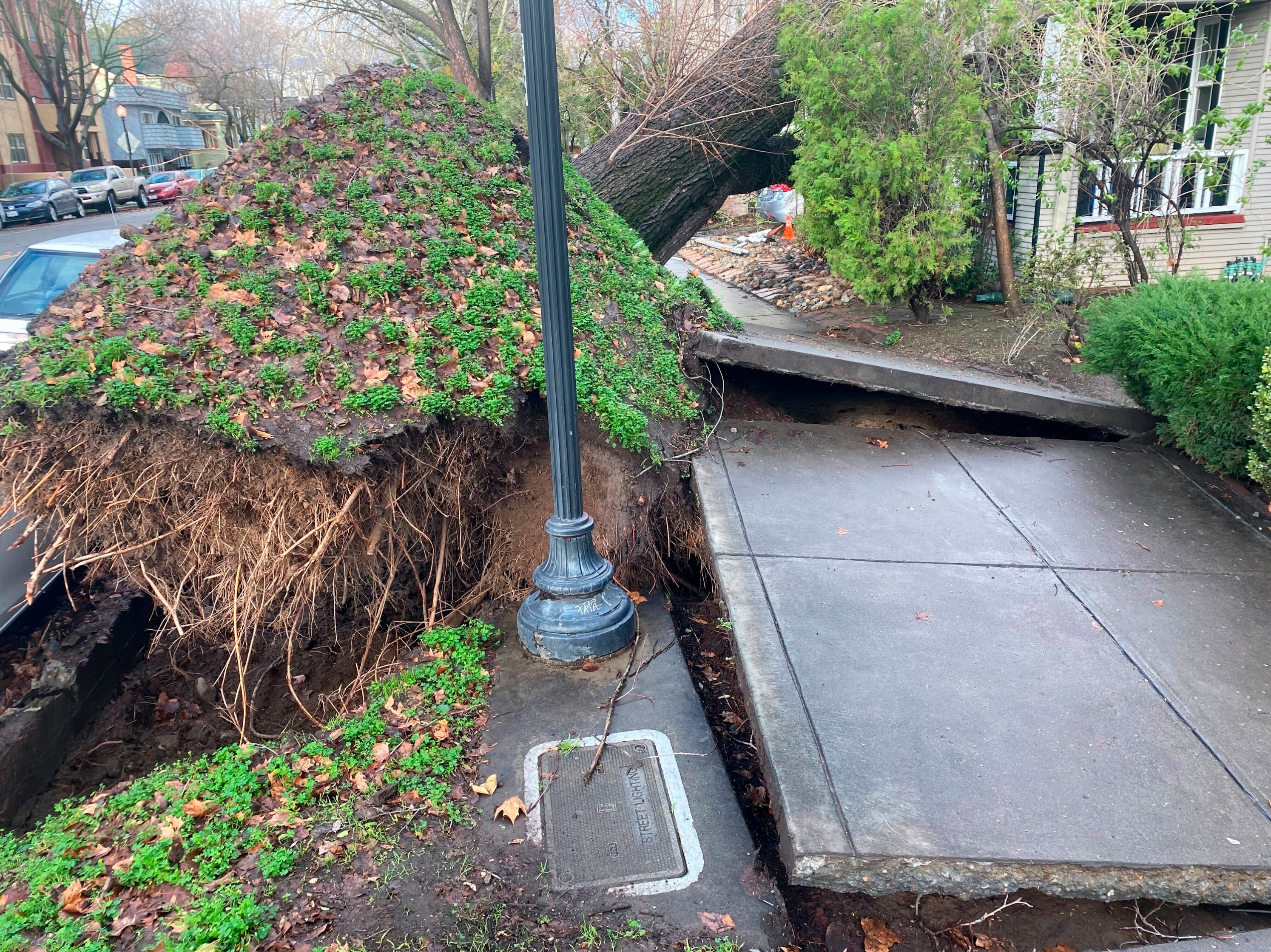 A tree collapsed and ripped up the sidewalk damaging a home in Sacramento on Jan. 8, 2023. (Kathleen Ronayne/Associated Press)