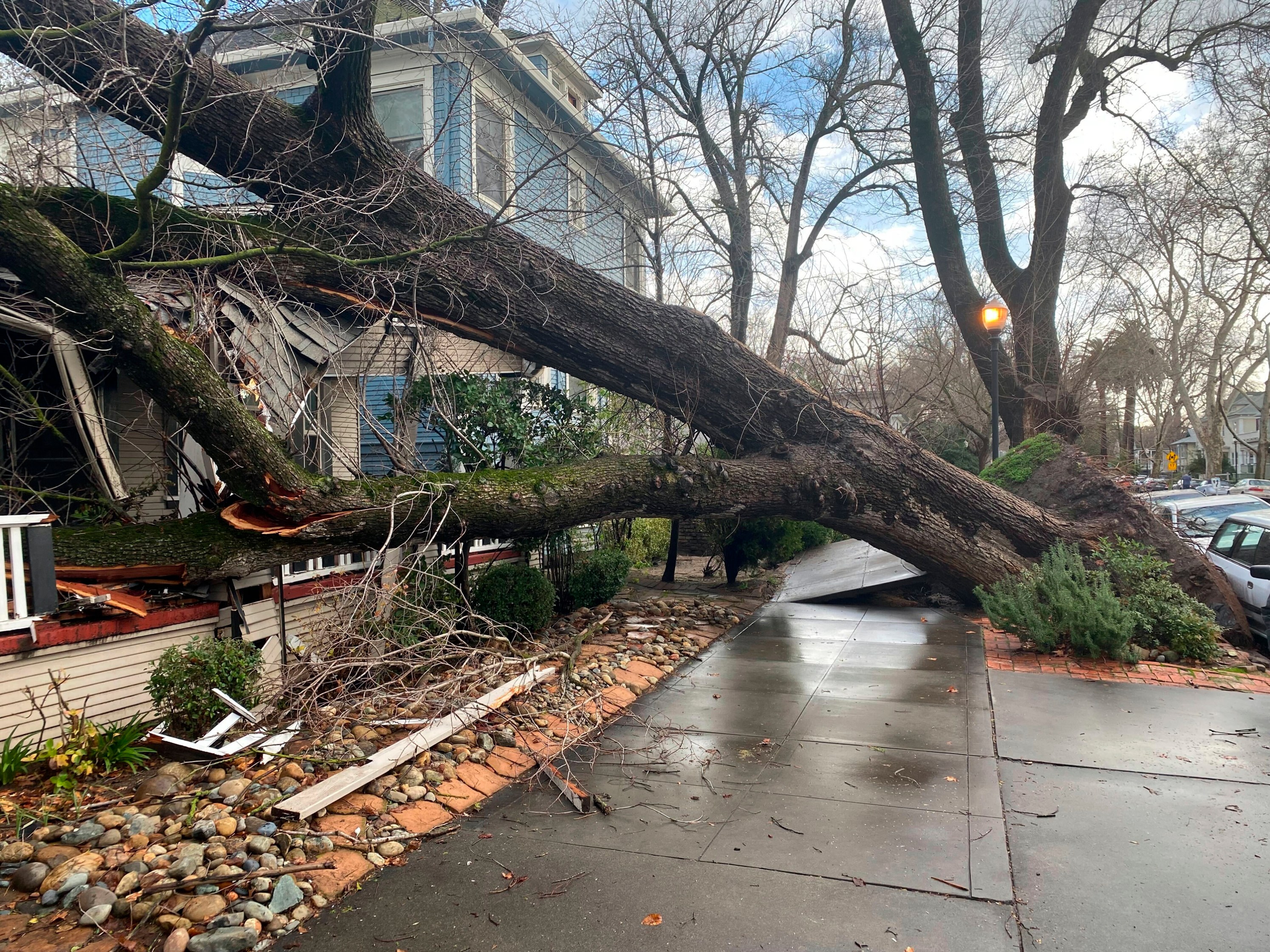 A tree collapsed and ripped up the sidewalk damaging a home in Sacramento, Calif., Sunday, Jan. 8, 2023. The weather service's Sacramento office said the region should brace for an even more powerful storm system to move in late Sunday and early Monday. (Kathleen Ronayne/Associated Press)