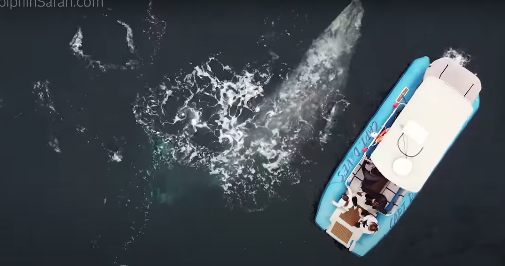 Gray whale calf being born