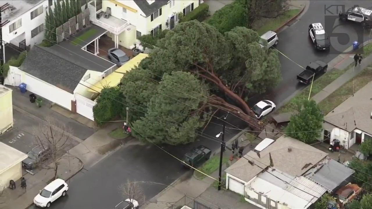 A tree crushed vehicles and halted local traffic in Valley Village on Jan. 10, 2023. (KTLA)