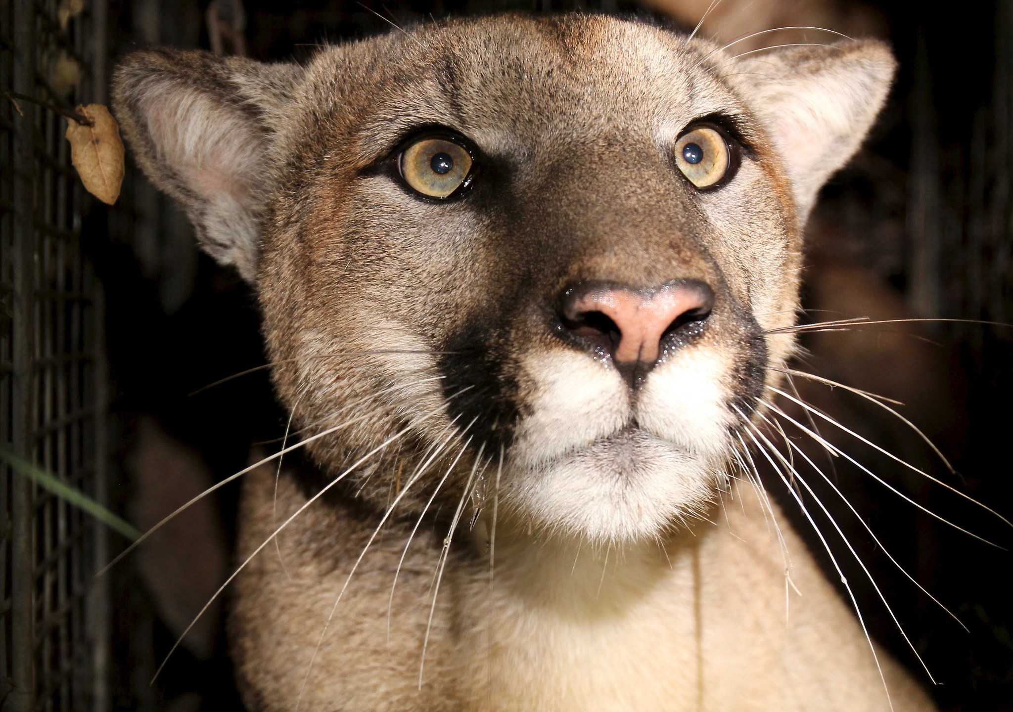 Mountain lion P-81 is seen in an undated photo provided by the National Park Service.