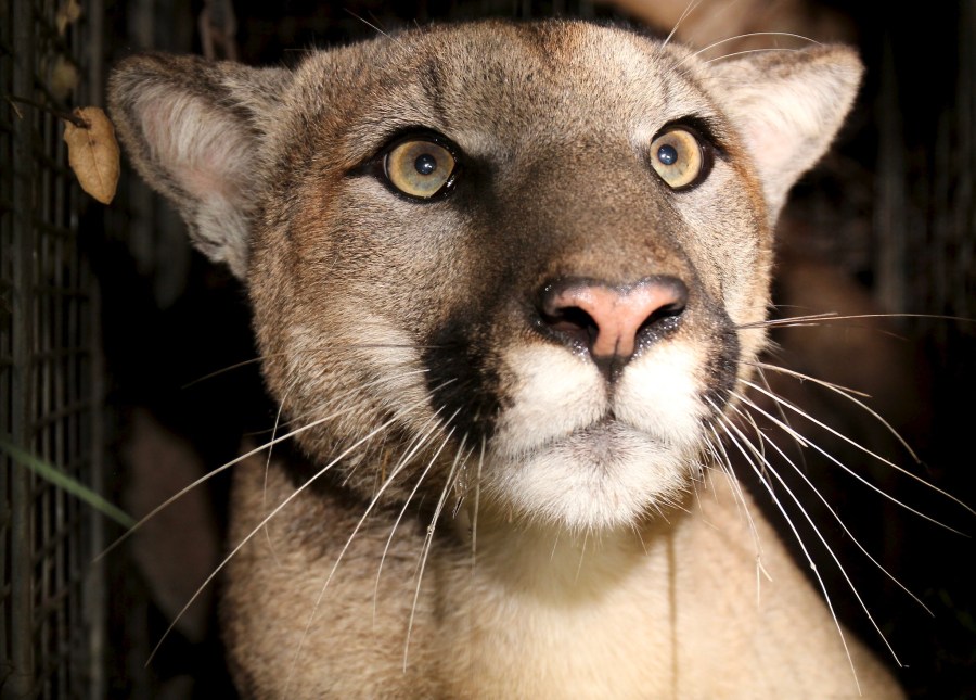 Mountain lion P-81 is seen in an undated photo provided by the National Park Service.