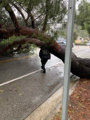 The city of Glendale provided this photo of a tree blocking a roadway on Feb. 25, 2023. 