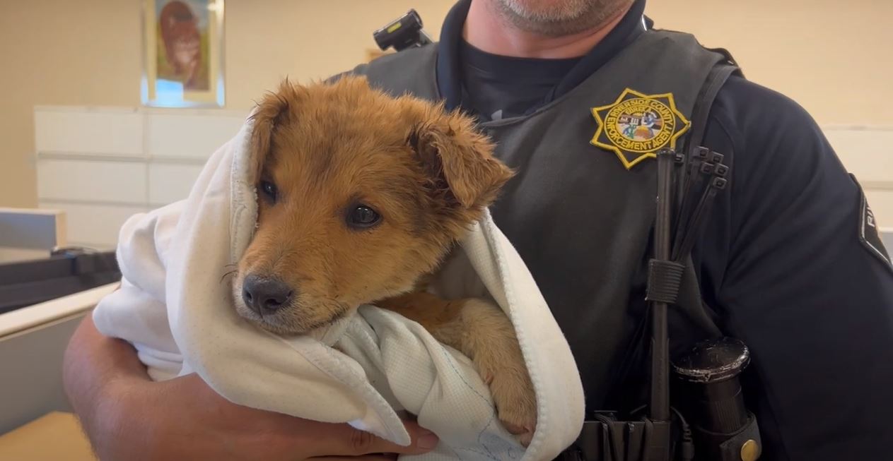 One of the puppies relinquished from the owner to Riverside County Animal Services.