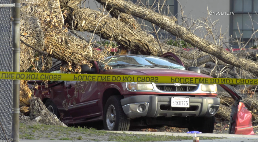 Fallen tree kills 1 in Anaheim