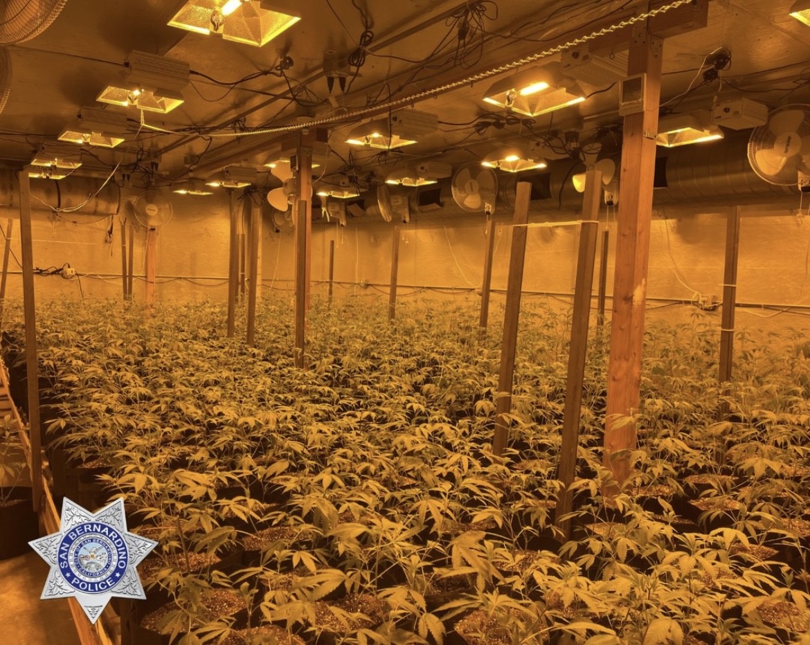 Millions of dollars worth of illegal marijuana plants seized in San Bernardino during a recent crackdown. (San Bernardino Police)