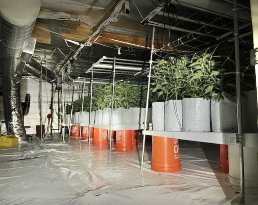 Millions of dollars worth of illegal marijuana plants seized in San Bernardino during a recent crackdown. (San Bernardino Police)