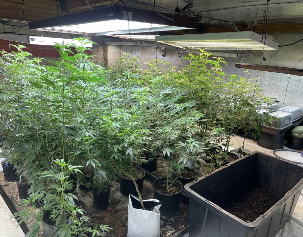 Millions of dollars worth of illegal marijuana plants seized in San Bernardino during a recent crackdown. (San Bernardino Police)