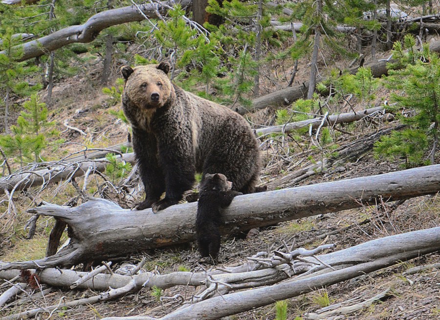 This April 29, 2019 file photo provided by the United States Geological Survey shows a grizzly bear and a cub along the Gibbon River in Yellowstone National Park, Wyo. (Frank van Manen/USGS via AP)