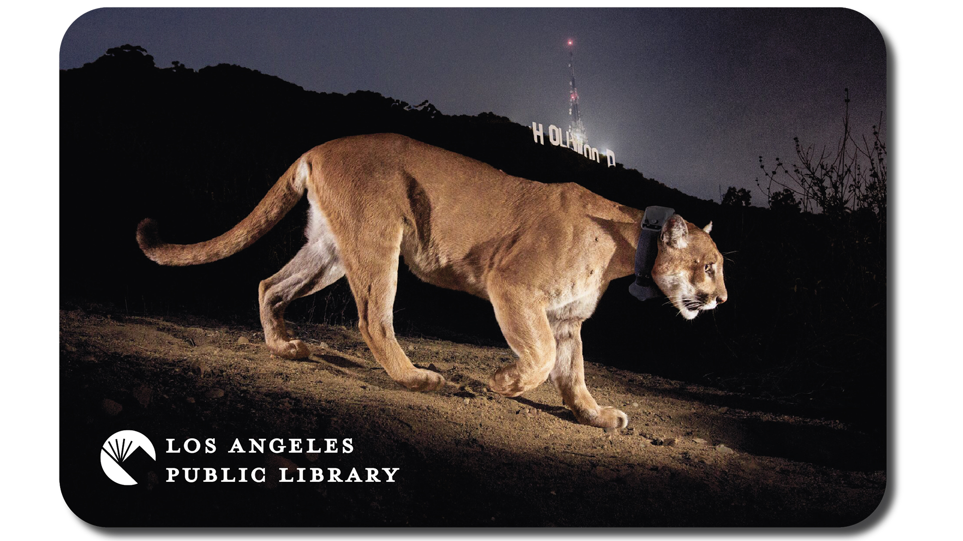 A limited edition library card honoring the late P-22 is seen in a Los Angeles Public Library image.