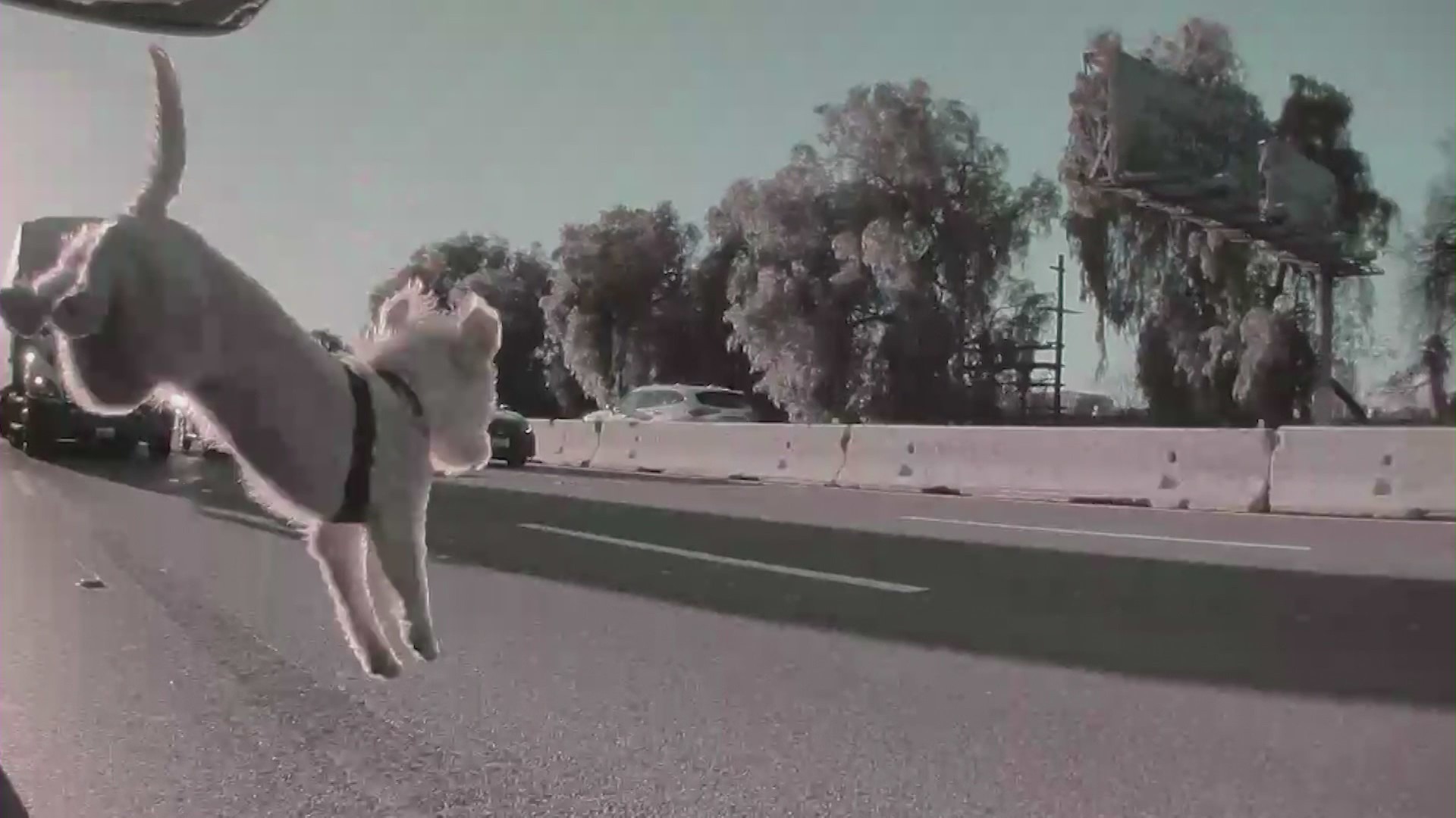 Terrifying footage captured the moment a puppy leaps out of a moving vehicle on the 101 freeway in Woodland Hills. (Ryan Cramer)