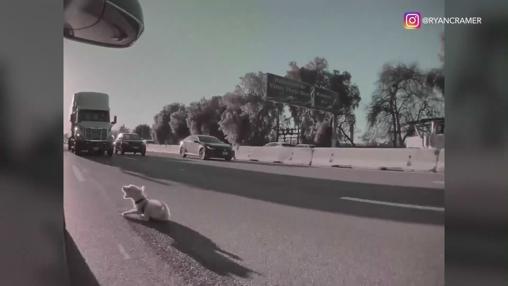 Terrifying footage captured the moment a puppy leaps out of a moving vehicle on the 101 freeway in Woodland Hills. (Ryan Cramer)