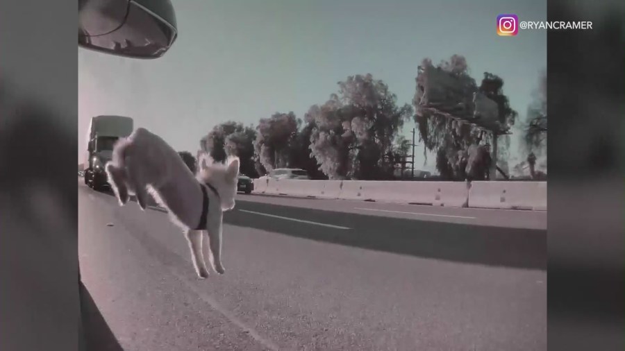 Terrifying footage captured the moment a puppy leaps out of a moving vehicle on the 101 freeway in Woodland Hills. (Ryan Cramer)