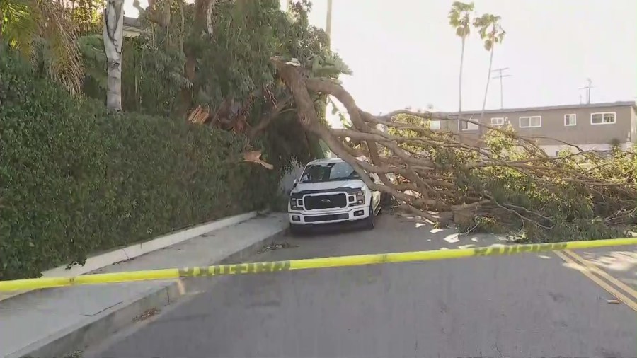 Manhattan Beach Tree Down