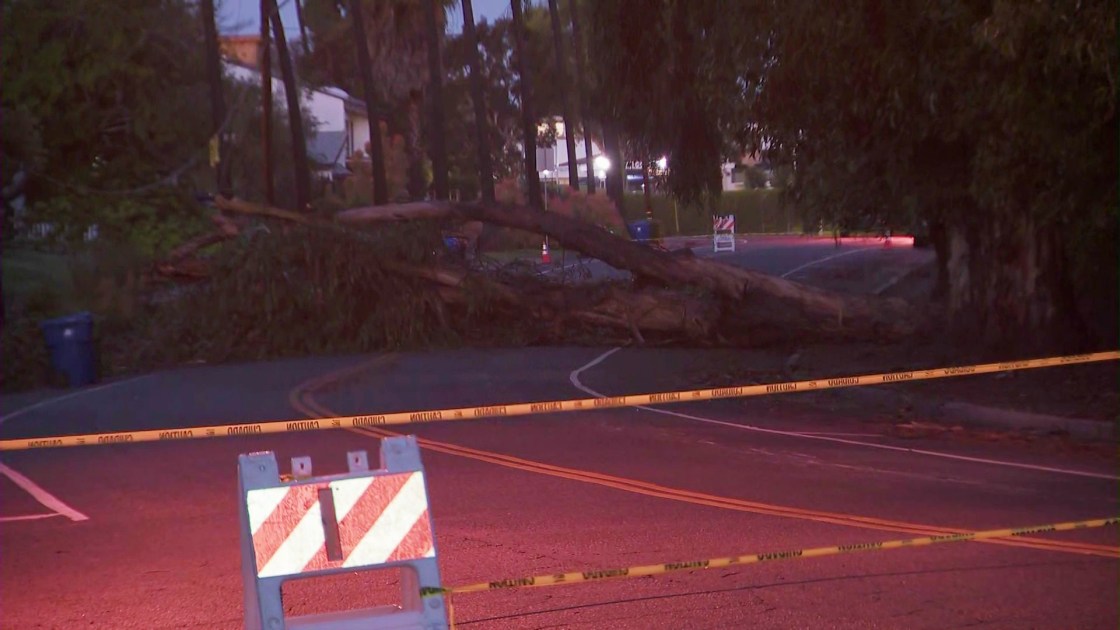 Brentwood Tree Down