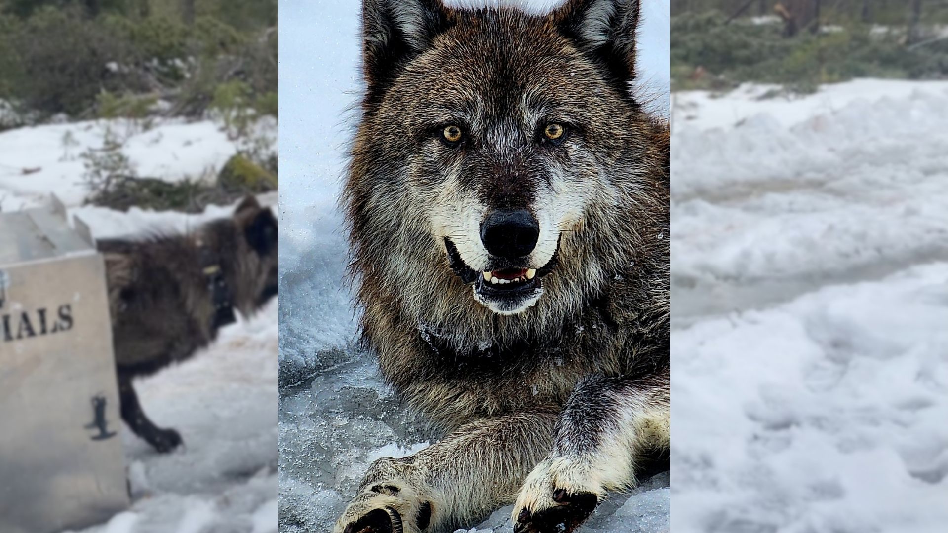 The California Department of Fish and Wildlife provided these undated images of gray wolves.