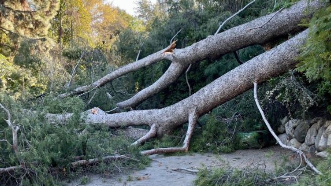 Storms knocked over a large pine tree onto a pedestrian walkway at the Los Angeles Zoo. (LA Zoo)