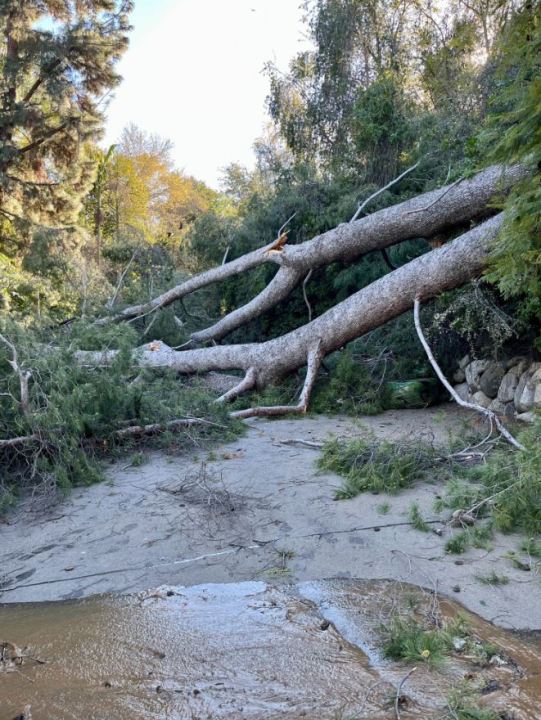 Storms knocked over a large pine tree onto a pedestrian walkway at the Los Angeles Zoo. (LA Zoo)