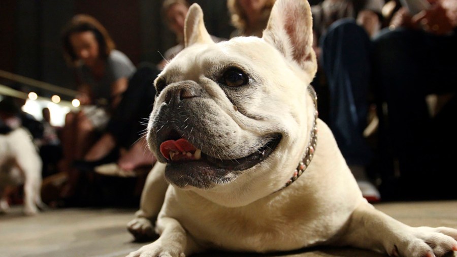 Lola, a French bulldog, lies on the floor prior to the start of a St. Francis Day service at the Cathedral of St. John the Divine, Oct. 7, 2007, in New York. (Tina Fineberg/Associated Press)