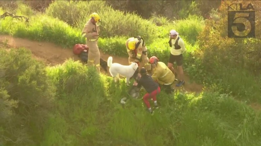 Crews rescued a husky trapped in a wooded area near the Hollywood sign on March 16, 2023. (KTLA)