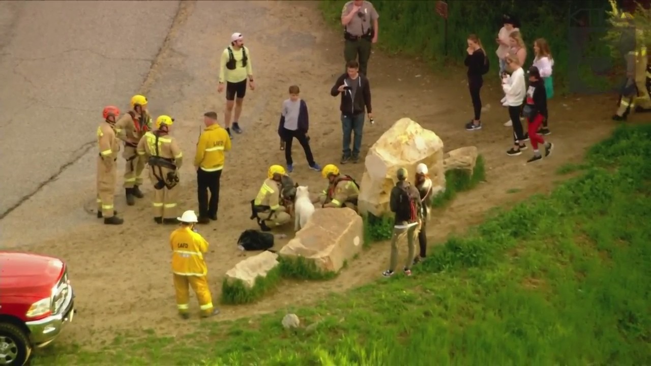 Crews rescued a husky trapped in a wooded area near the Hollywood sign on March 16, 2023. (KTLA)