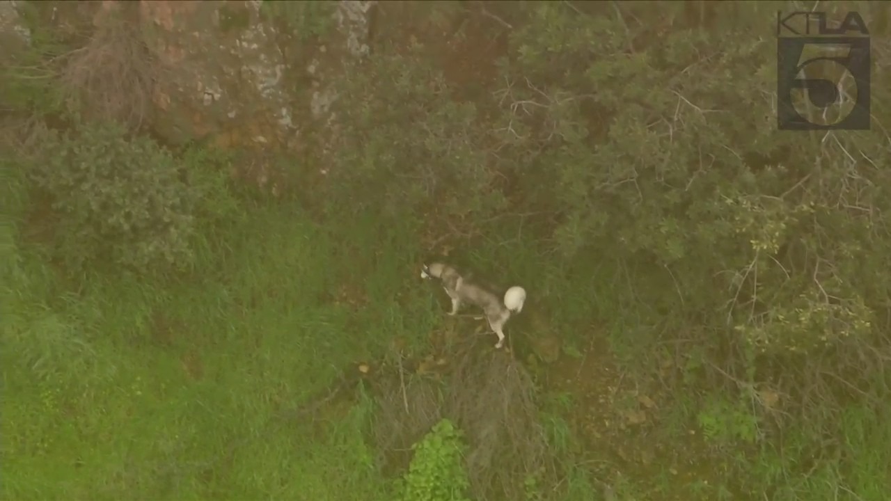 Crews rescued a husky trapped in a wooded area near the Hollywood sign on March 16, 2023. (KTLA)