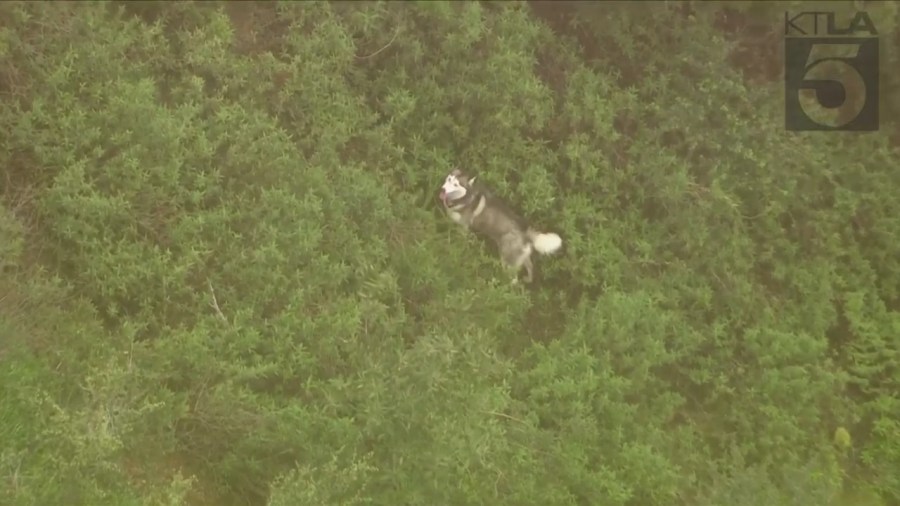 Crews rescued a husky trapped in a wooded area near the Hollywood sign on March 16, 2023. (KTLA)