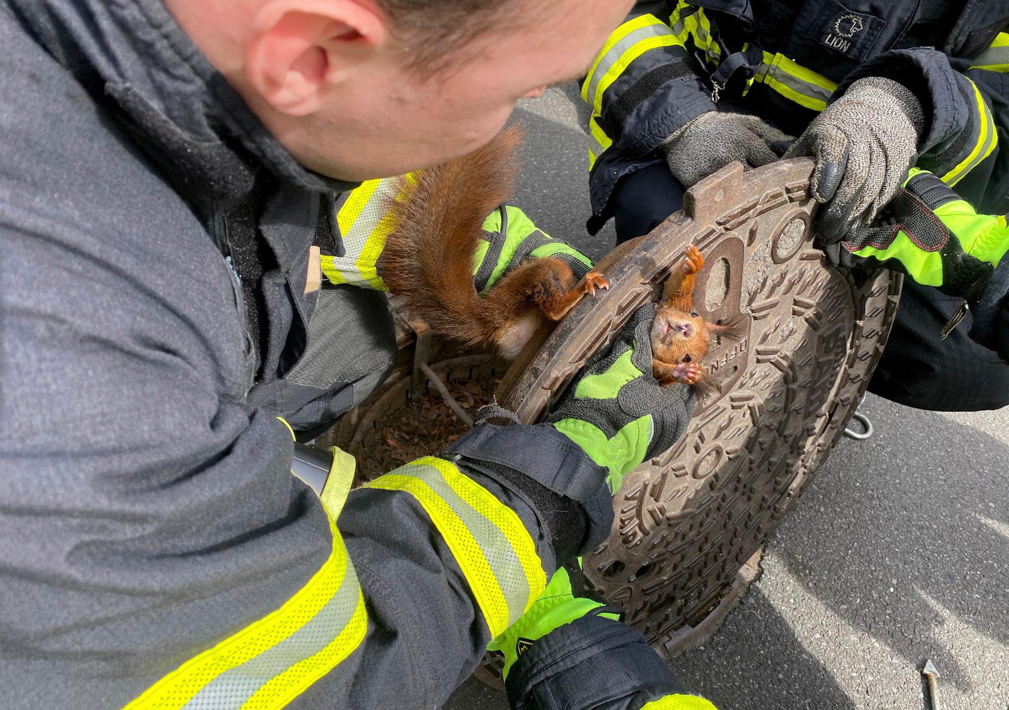 Firefighters freed a squirrel that was stuck in a manhole cover in Dortmund, Germany, Monday, April 10, 2023. The Dortmund fire department said it was alerted to a distressed squirrel by a pedestrian Monday afternoon, after she spotted its head peering out of a hole in the road. (Feuerwehr Dortmund via AP)