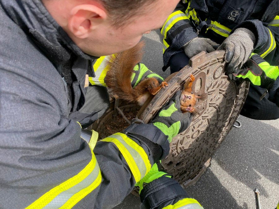 Firefighters freed a squirrel that was stuck in a manhole cover in Dortmund, Germany, Monday, April 10, 2023. The Dortmund fire department said it was alerted to a distressed squirrel by a pedestrian Monday afternoon, after she spotted its head peering out of a hole in the road. (Feuerwehr Dortmund via AP)