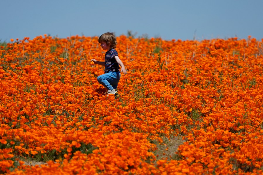 Poppy Superbloom