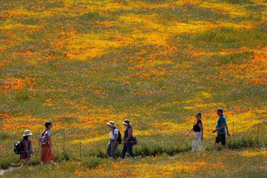 Poppy Superbloom