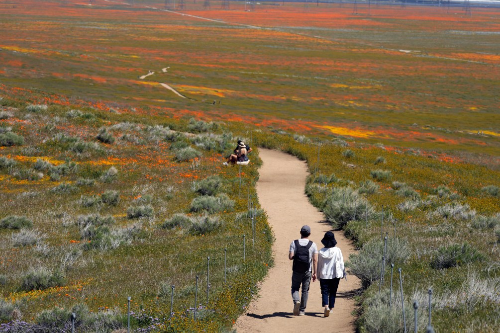 Poppy Superbloom