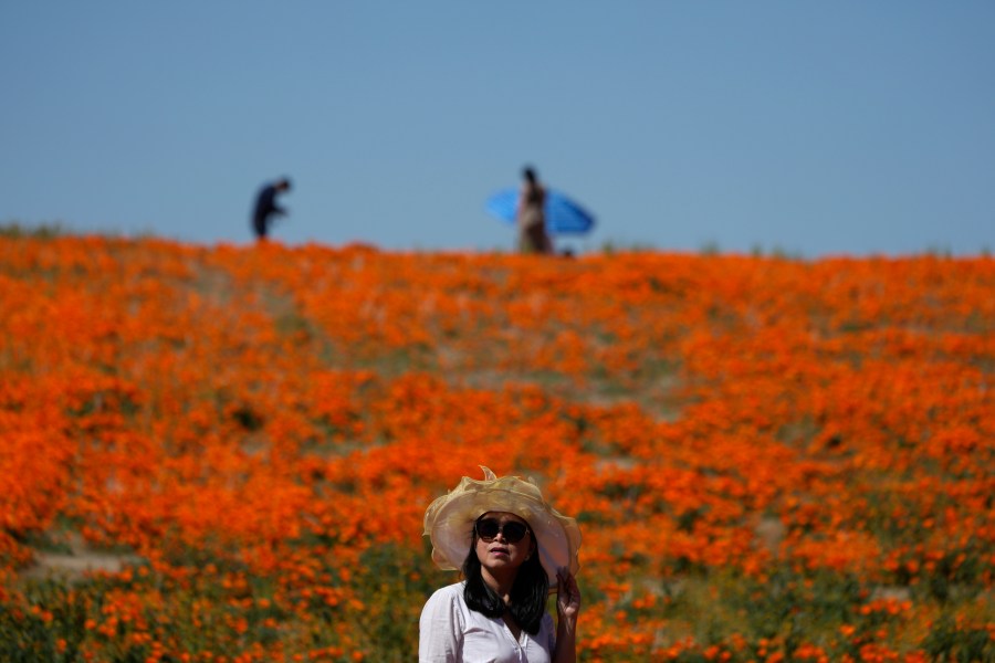 Poppy Superbloom