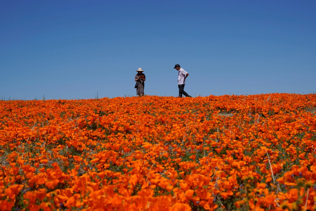 California superbloom