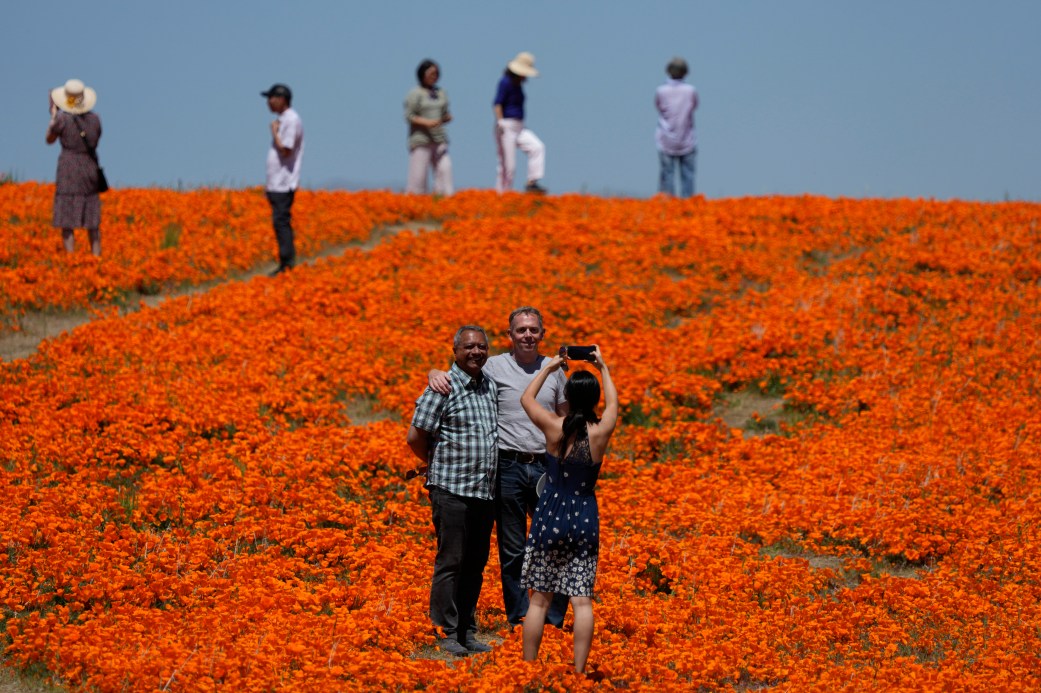 California Super Bloom