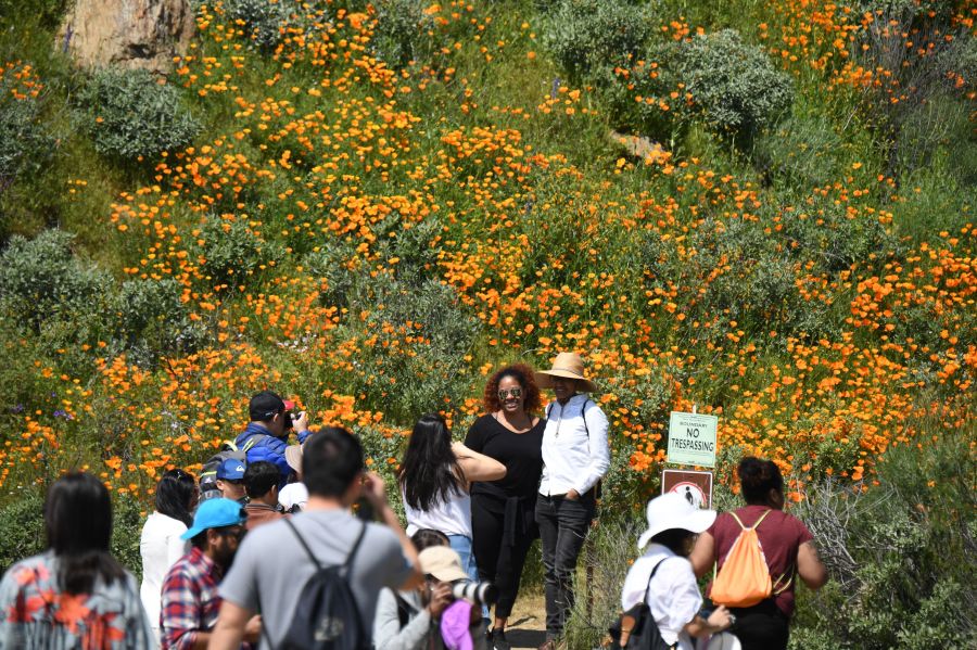 California Superbloom