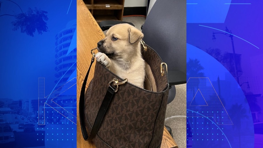 Despite being tossed from a moving vehicle during a pursuit on April 7, 2023, this puppy was unharmed, according to the Los Angeles Police Department, which provided this image.