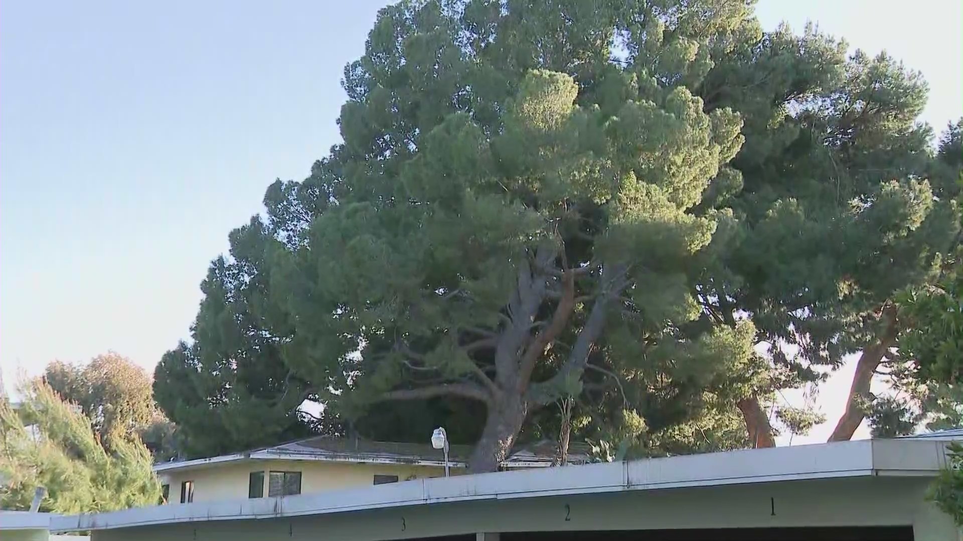 Winds toppled trees in Southern California on April 3, 2023. (KTLA)