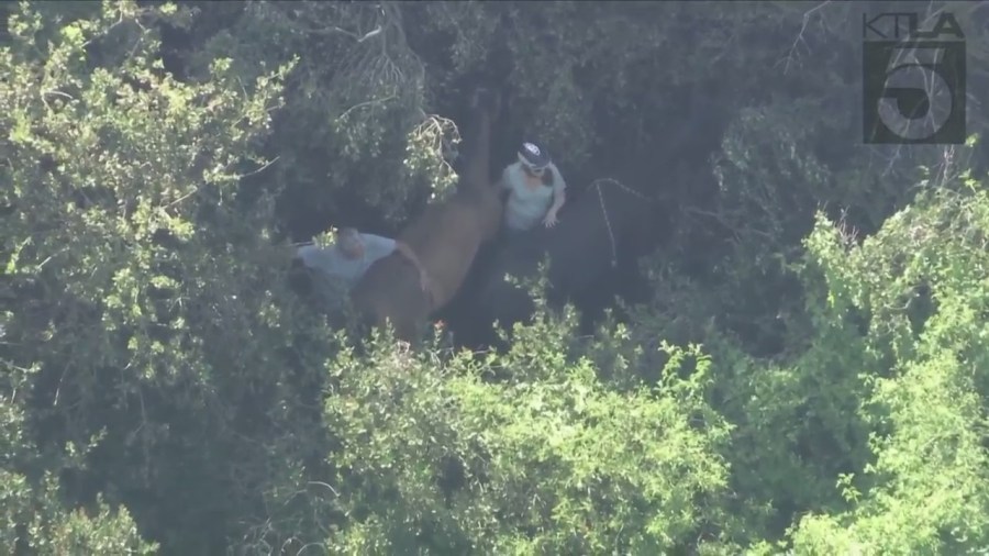 Crews working to rescue two horses trapped under heavy brush in Palos Verdes on April 28, 2023. (KTLA)