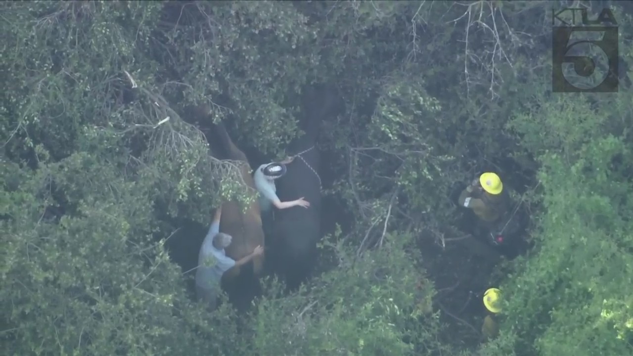 Crews working to rescue two horses trapped under heavy brush in Palos Verdes on April 28, 2023. (KTLA)