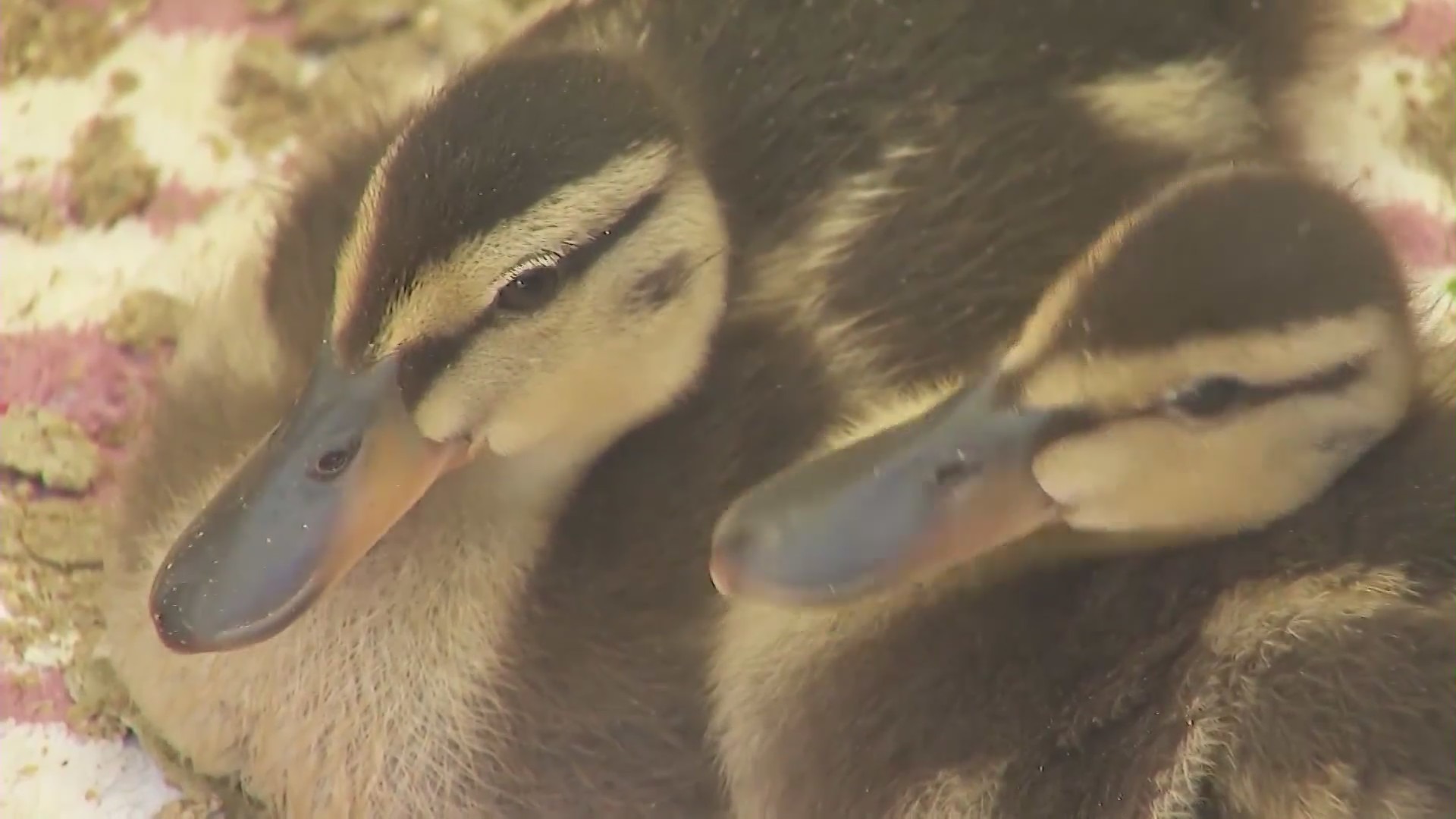 Baby ducks at a Southern California sanctuary. (KTLA)