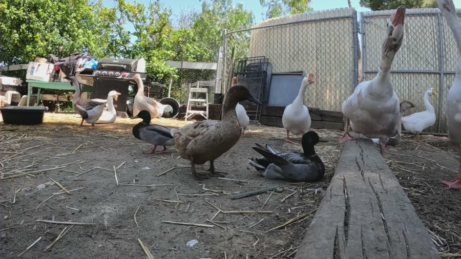 Ducks who were abandoned and rescued now reside at a Lake Elsinore sanctuary. (KTLA)