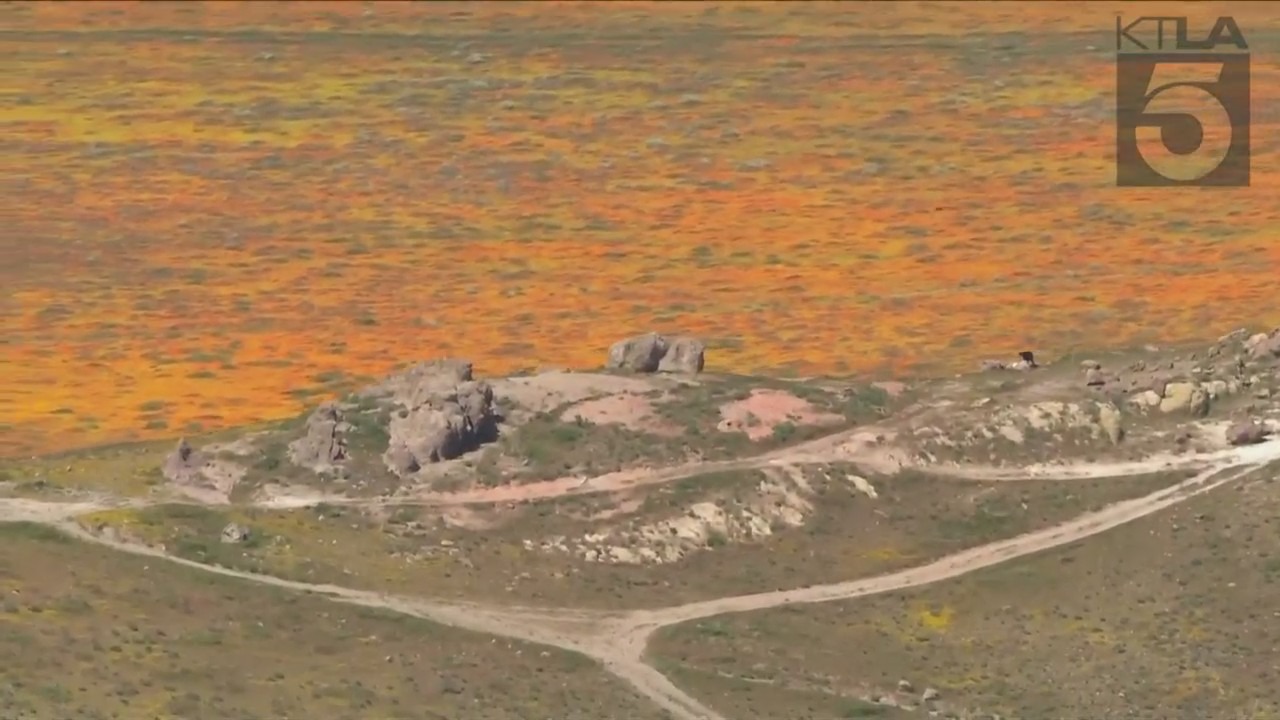 Poppy Superbloom