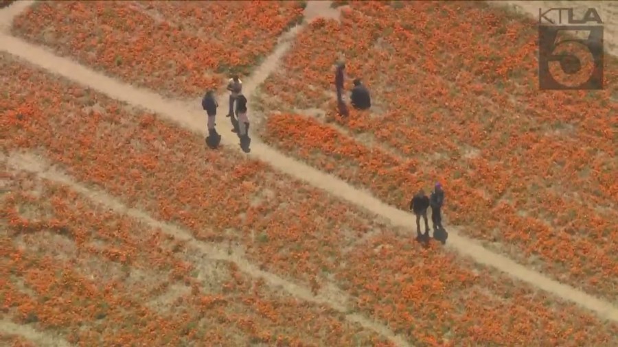 Poppy Superbloom