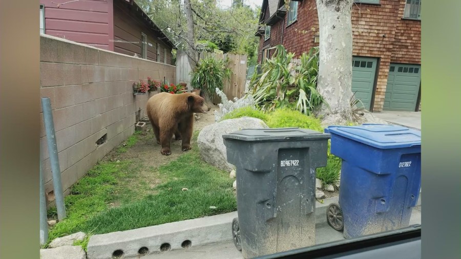 Bear encounters growing in Sierra Madre, leaving residents concerned.  (KTLA)