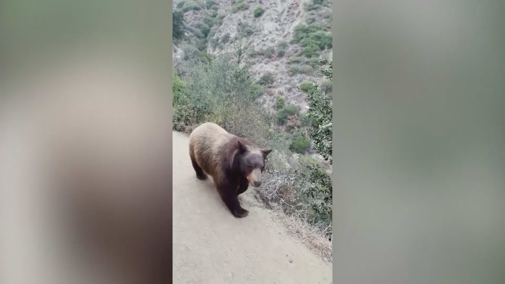 Bear encounters growing in Sierra Madre, leaving residents concerned. (KTLA)