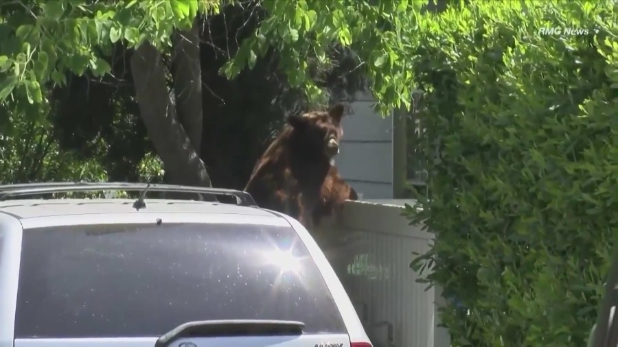 Bear encounters growing in Sierra Madre, leaving residents concerned.  (KTLA)