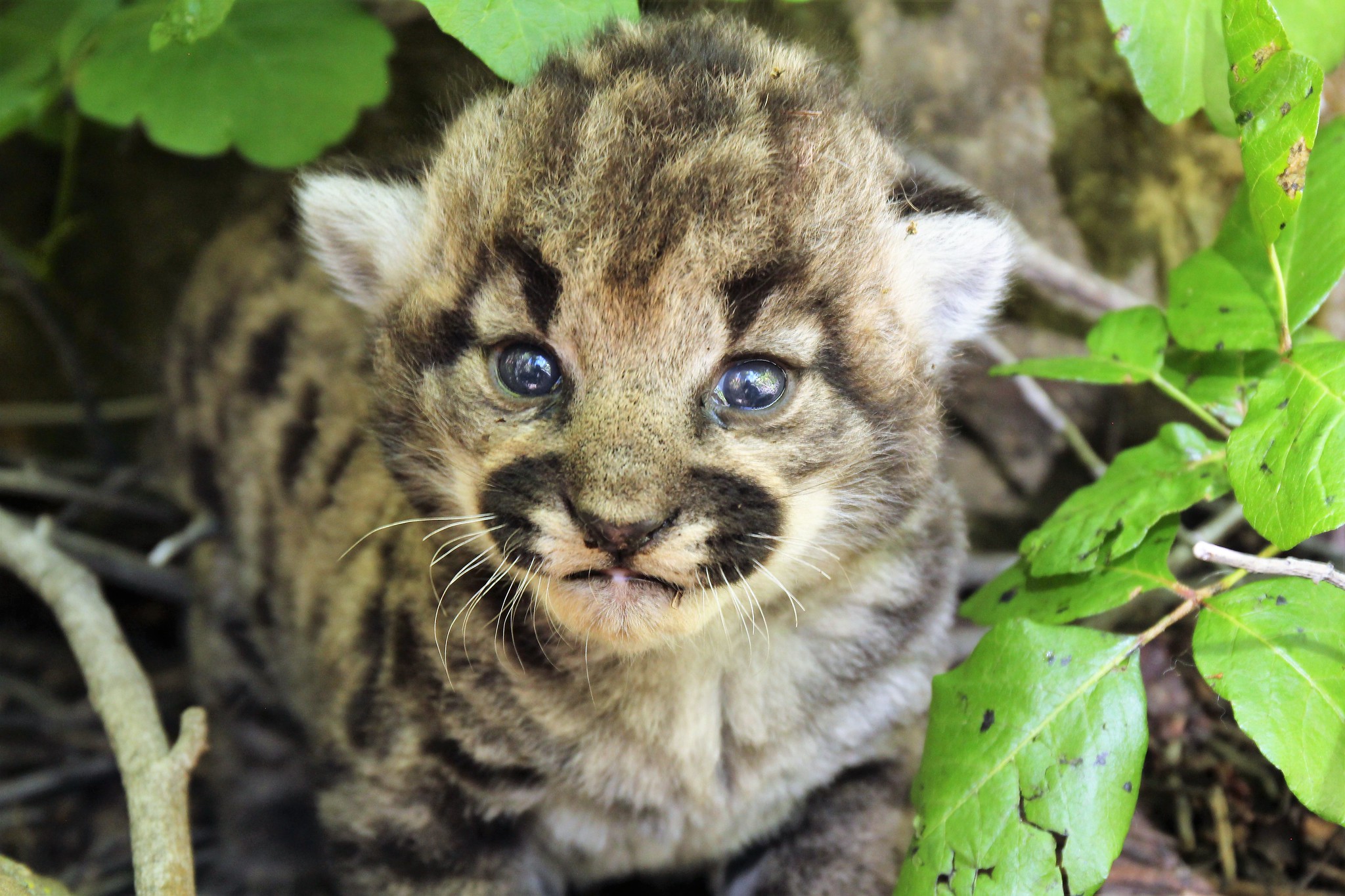 Three cougar kittens were born in the Simi Hills recently, one of which is shown in this undated photo from the National Park Service.